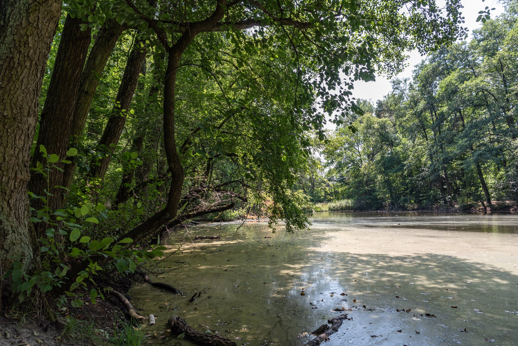 Zdjęcie przedstawia staw w otoczeniu drzew i zieleni. Zdjęcie zrobiono z góry, z lotu ptaka.