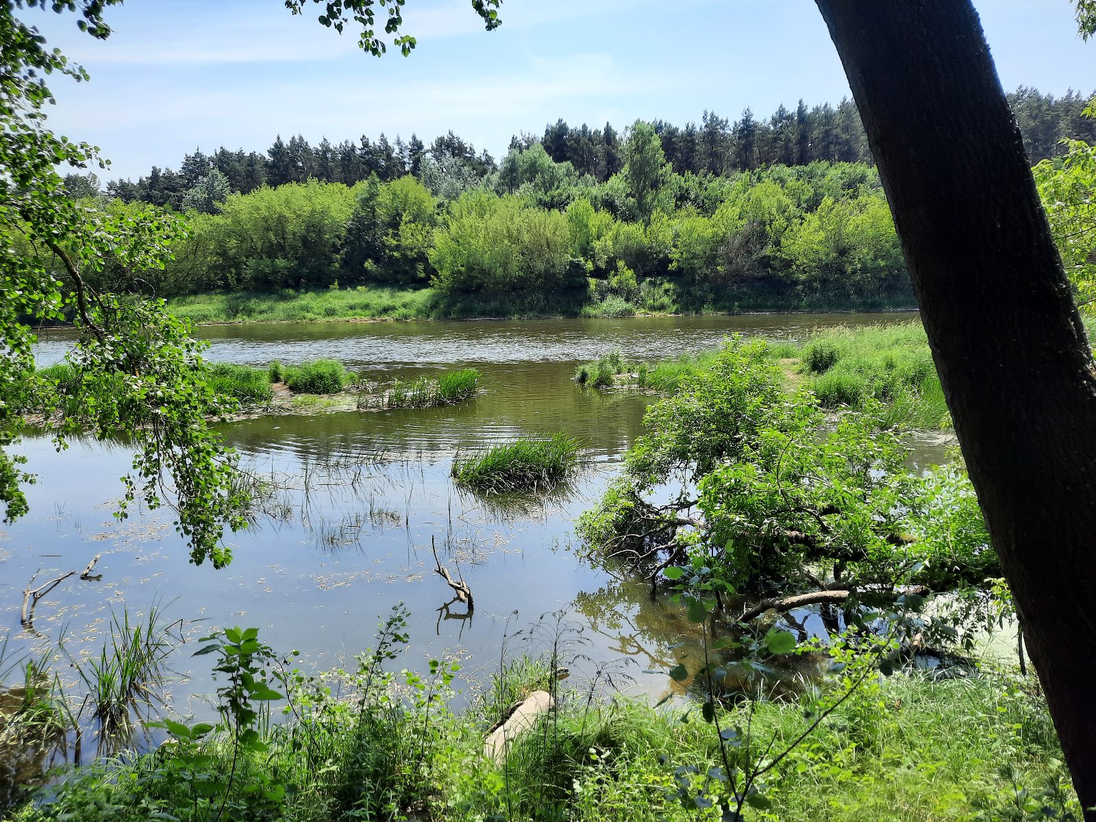Zdjęcie przedstawia widok na Wartę z Wilczego Młyna. Na pierwszym planie widać spokojną wodę wraz z zaroślami i roślinami wodnymi. W głębi zdjęcia widać silniejszy nurt rzeki. W tle zielone drzewa i krzewy znajdujące się na drugim brzegu rzeki.