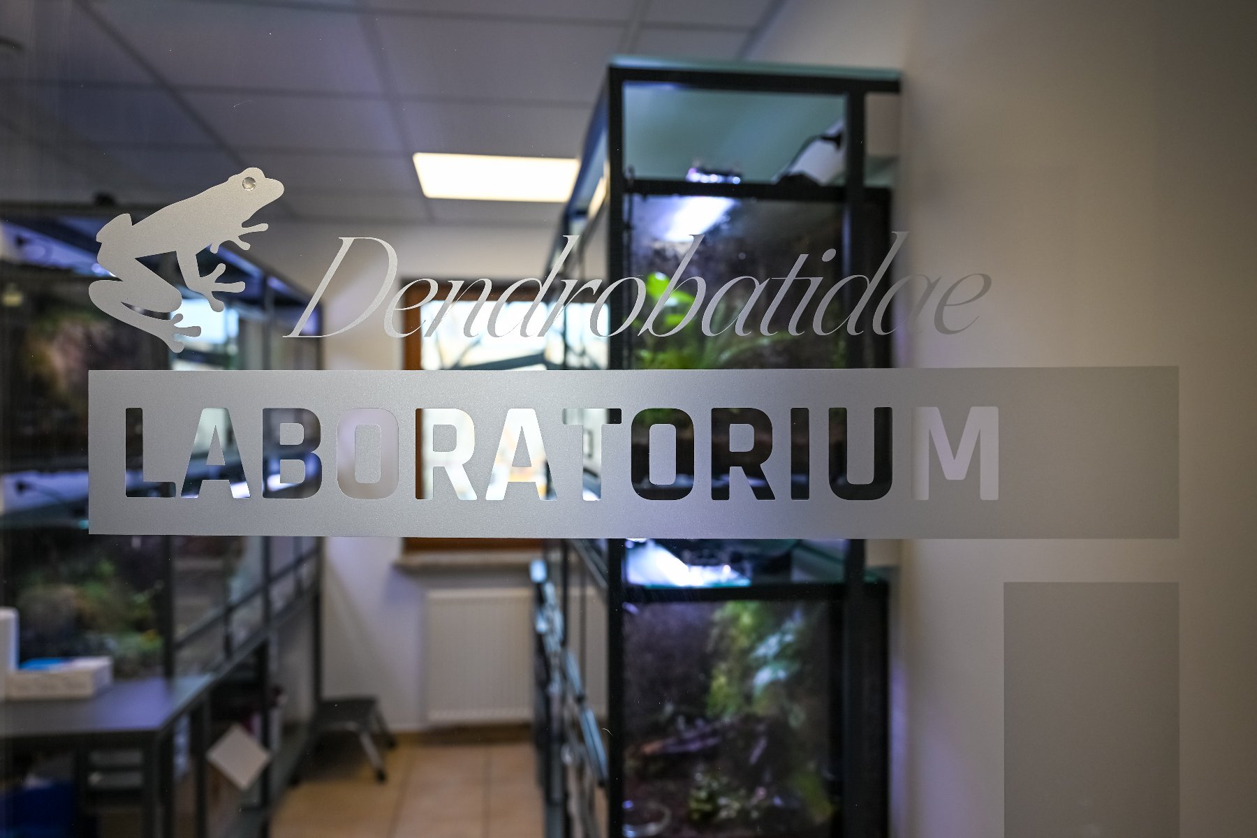 Zdjęcie przedstawia żabę wśród zieleni.