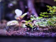 Zdjęcie przedstawia żabę wśród zieleni.