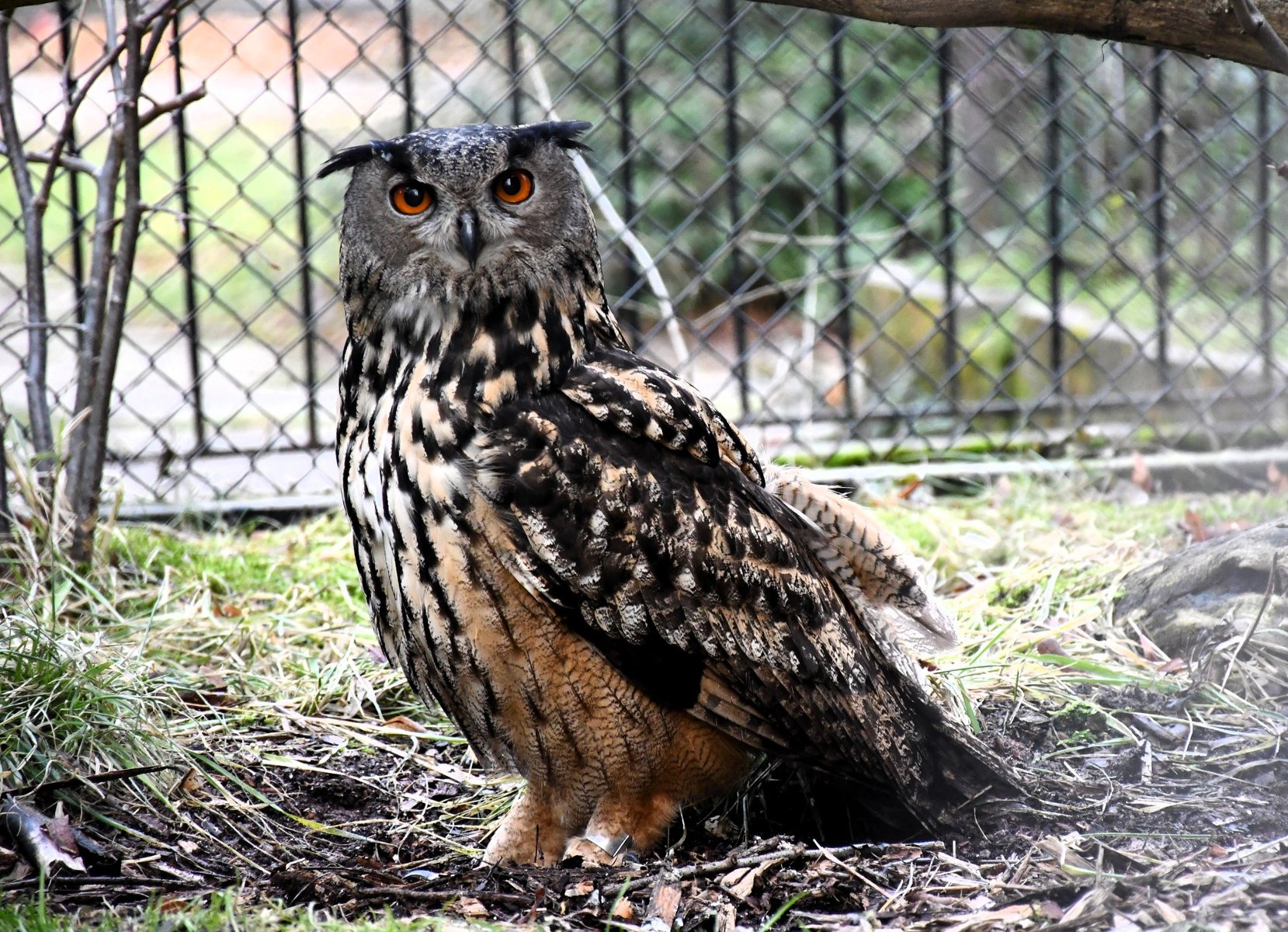 Zdjęcie puszczyka z brązowo-czarnym upierzeniem i dużymi pomarańczowymi oczami. Puszczyk stoi na ziemi i patrzy wprost na obiektyw.
