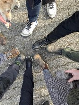 Grupa osób stoi w kręgu na brukowanej nawierzchni, dotykając się czubkami butów. W kadrze widać tylko nogi i obuwie, a z boku pojawiają się dwa psy.