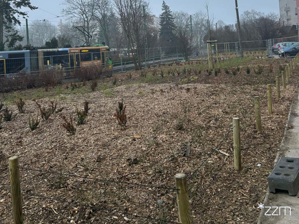 Zieleń na Placu Waryńskiego na Ogrodach w Poznaniu