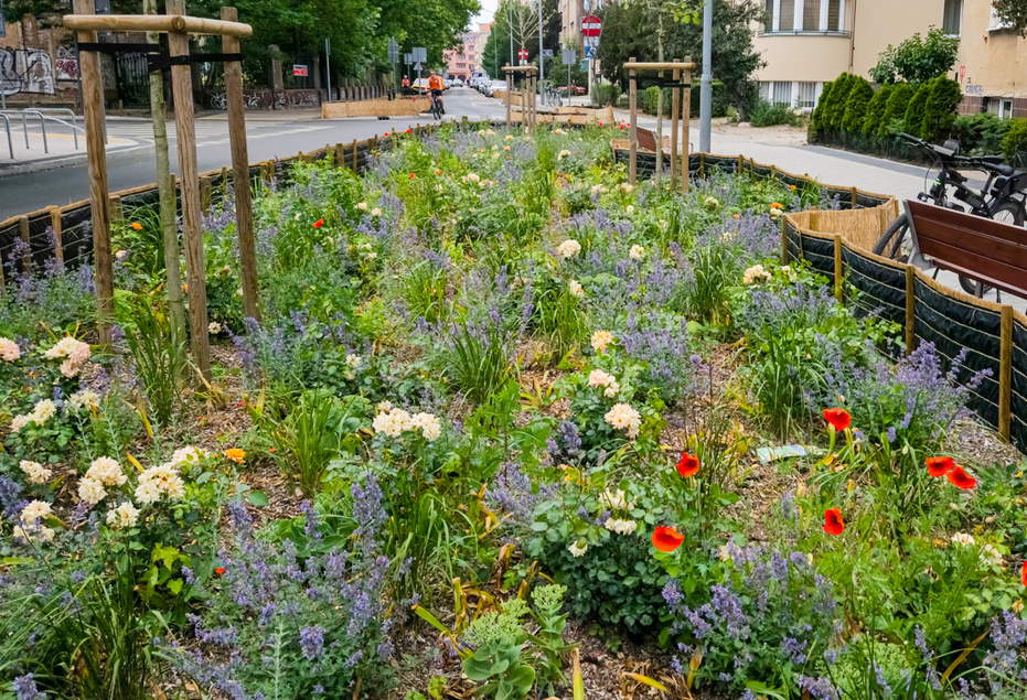 Zielony klomb w śródmieściu Poznania, zabezpieczony niskim ogrodzeniem