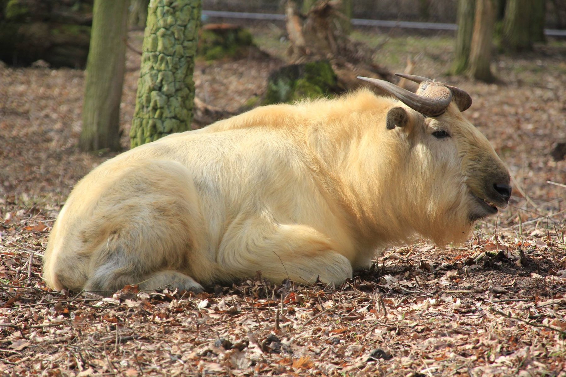 zwierzę z rodziny kopytnych, zółtawo-łocosta sieść, krótkie zakręcone do tyłu rogi, siedzi na ziemi