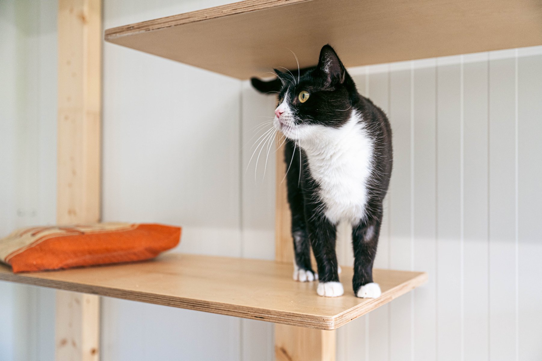 В рамках Всесвітнього дня кота можна буде, наприклад, відвідати мешканців познанського притулку для тварин.