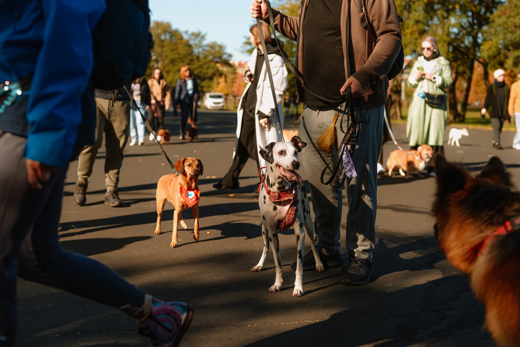 На вулицях Познані знову відбудеться Marsz Kejterka - захід, який об'єднує любителів собак і пропагує відповідальне ставлення до тварин.