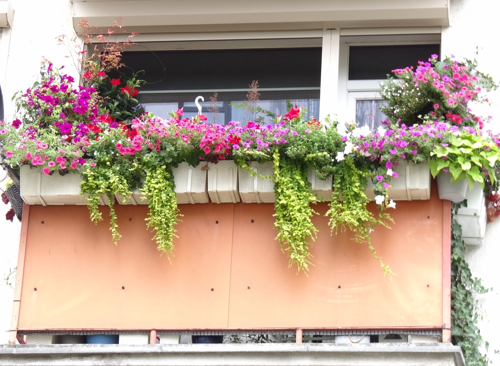 3 miejsce Pani Iwona Paszke (Rada Osiedla Warszawskie-Pomet-Maltańskie) na balkonie zawieszone w donicach na obrzeżu surfinie: białe, różowe, fioletowe. Przeplatane wiszącymi pędami dichondrii.