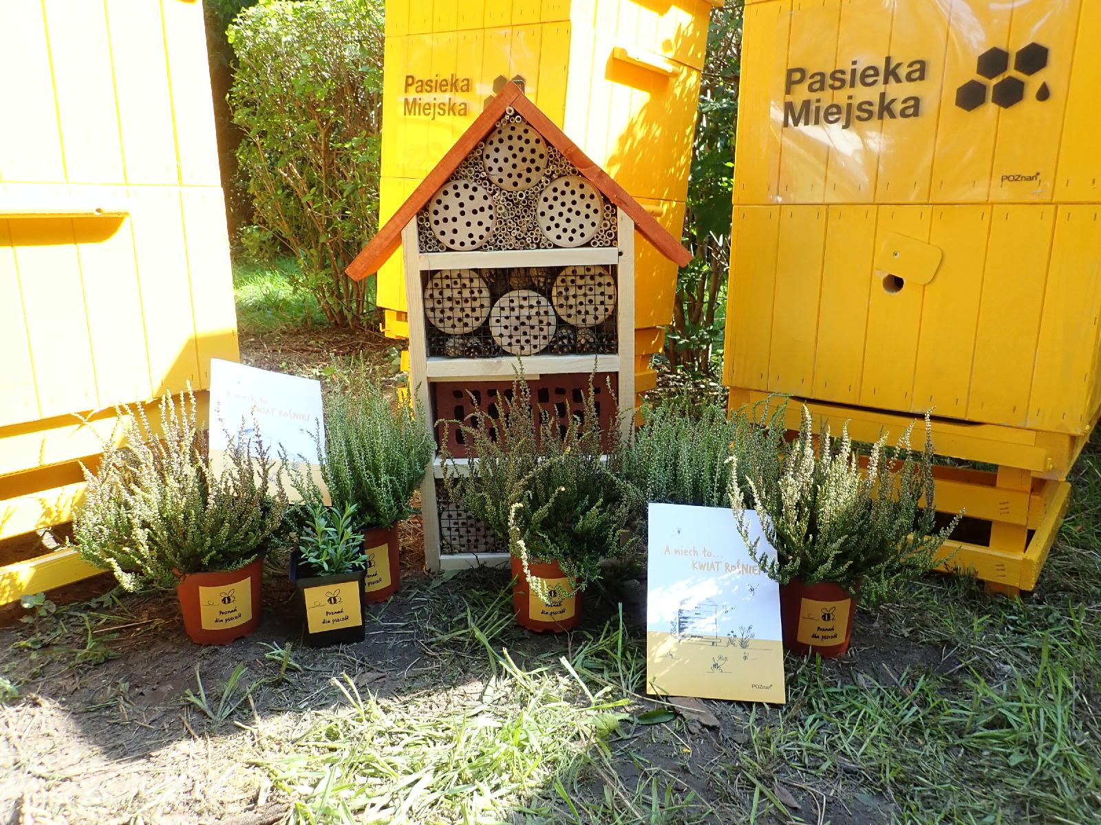Realizacja programu "Poznań dla Pszczół"