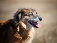 Konsultacje Programu opieki nad zwierzętami bezdomnymi oraz zapobiegania bezdomności zwierząt w Poznaniu na rok 2026.