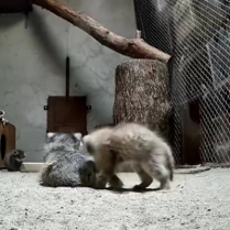 2 manule na zapleczu ZOO. Po lewej budka, po prawej siatka i pień drzewa. Na środku bawią się 2 manule - małe zwierzątka futerkowe odwrócone tyłem. Wyglądem przypominają koty.