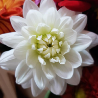 Kwiat - biała dalia