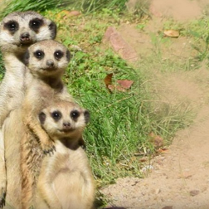 3 surikatki jedna za drugą. Z przodu najmniejsza.