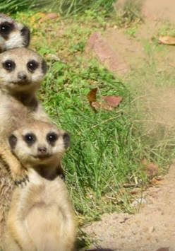 3 surikatki jedna za drugą. Z przodu najmniejsza.