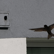 Jerzyk w pobliżu gniazda w otworze elewacji bloku.