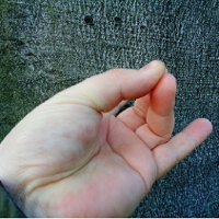 Dłoń. Trzy palce: kciuk, środkowy i serdeczny połączone, mały wyprostowany. Dłoń na tle pnia drzewa.