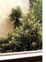 fotografia - rośliny