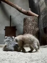 2 manule na zapleczu ZOO. Po lewej budka, po prawej siatka i pień drzewa. Na środku bawią się 2 manule - małe zwierzątka futerkowe odwrócone tyłem. Wyglądem przypominają koty.