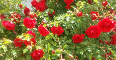 fotografia przedstawia krzew róży