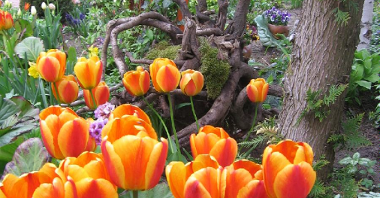 fotografia przedstawia tulipany