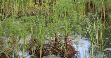 Zdjęcie przedstawia wodę w stawie lub rzece oraz zieleń - trzciny i inne.