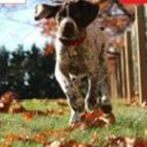 pies w jesiennym plenerze