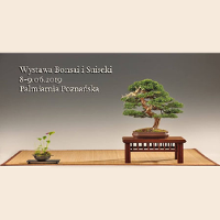 plakat z bonsai
