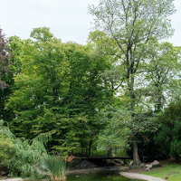Zdjęcie mostu na rzeczką w parku Sołackim. Dookoła zielone drzewa, krzewy, trawa.