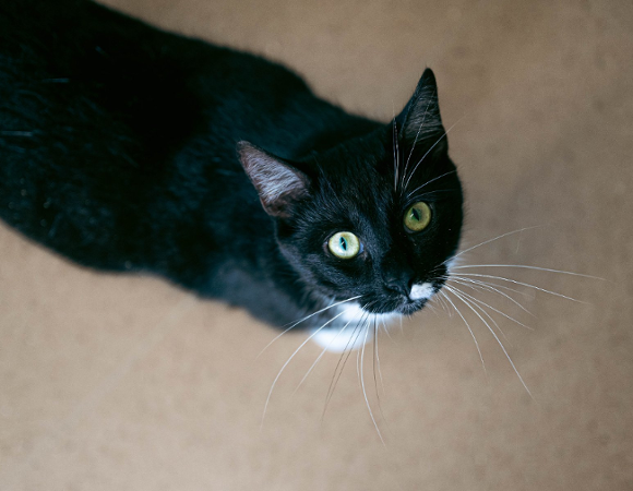 Zdjęcie przedstawia kota patrzącego w górę, w aparat.