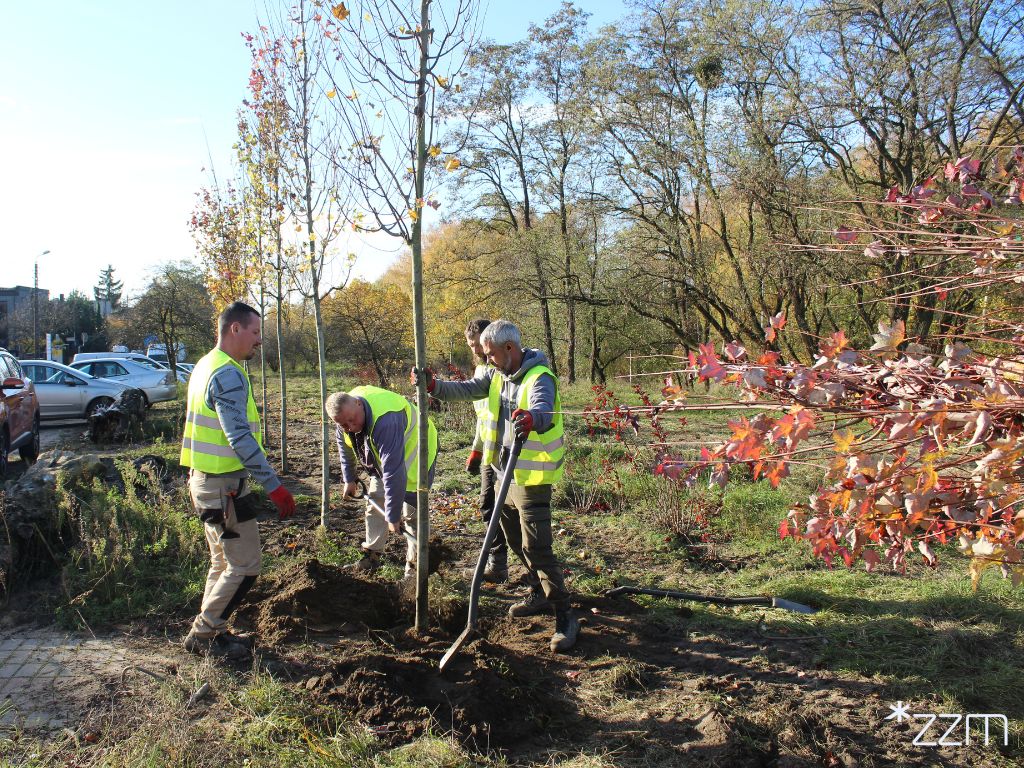 Zdjęcie przedstawia świeżo zasadzone młode drzewka. W tle widać ulicę, po kórej jedzie samochód.