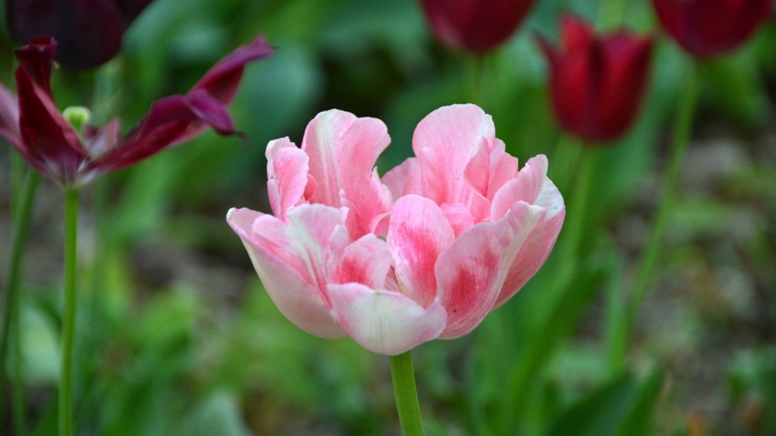 Rózowy tulipan