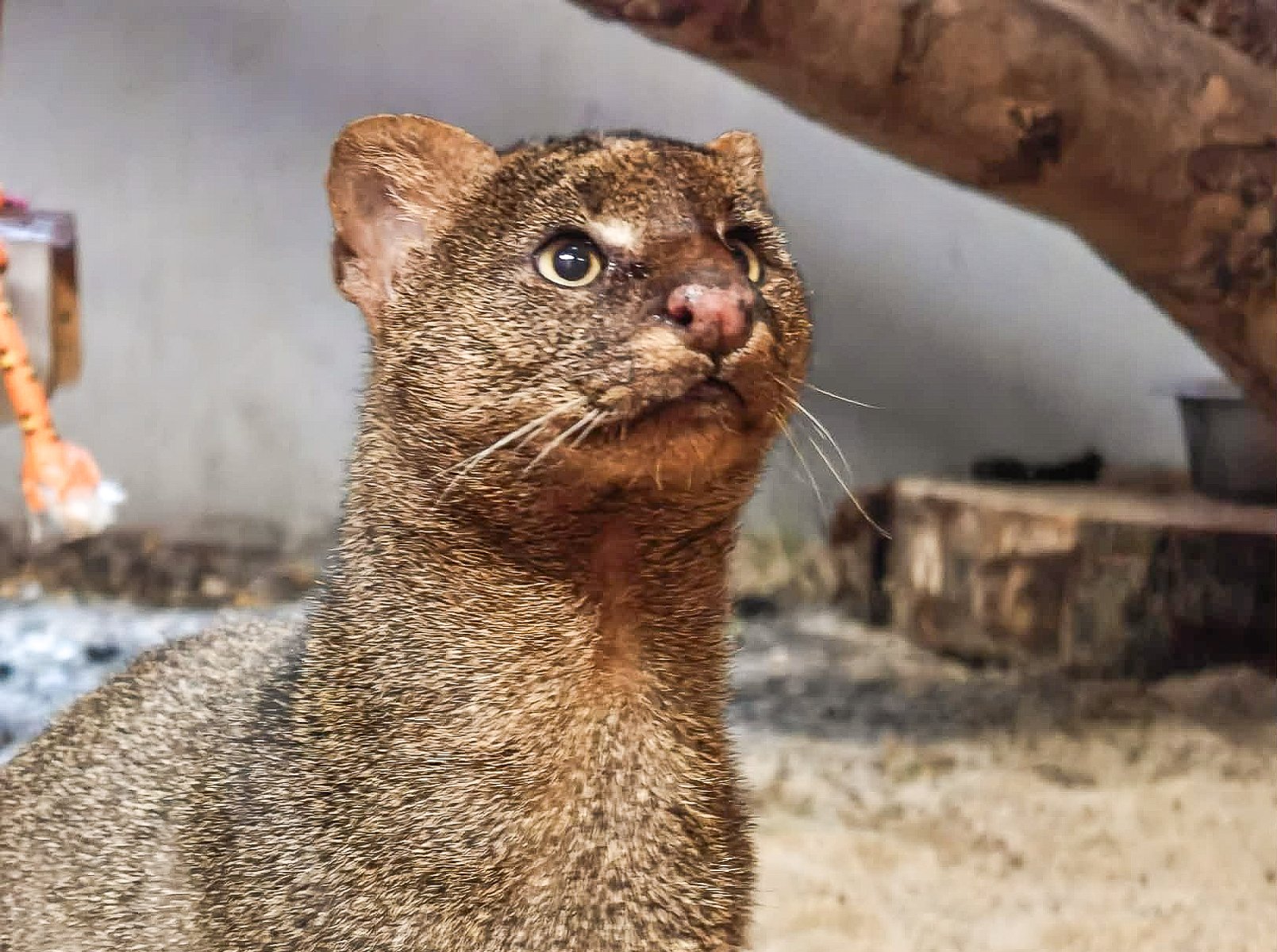 Na zdjęciu kotowate zwierzę patrzące w górę