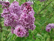 Miasto Poznań przystąpiło do programu Czyste Powietrze