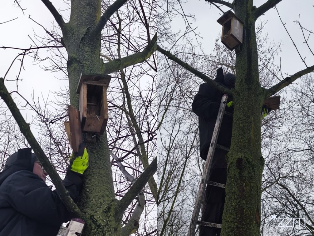 Czyszczenie budek lęgowych