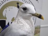 Ekopatrol pomaga ptakom