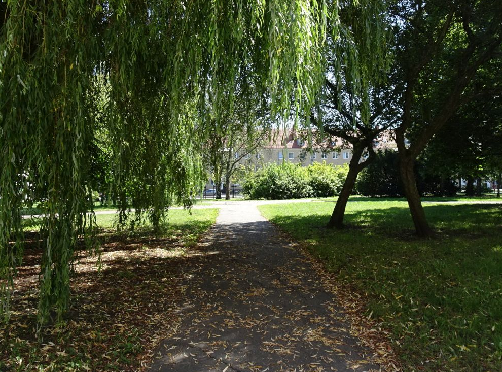 fragment skweru, zieleń wysoka i niska, asfaltowa ścieżka