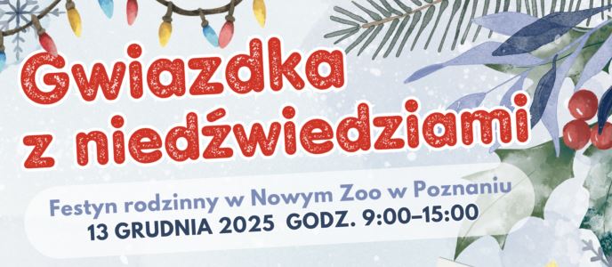 Na zdjęciu dwa niedźwiedzie rozrywające świąteczną paczkę na wybiegu