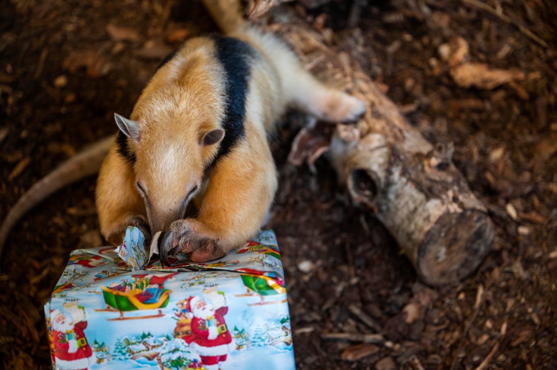 Na zdjęciu lemur przed tacą z jedzeniem, jedzenie ułożone jest w kształt choinki