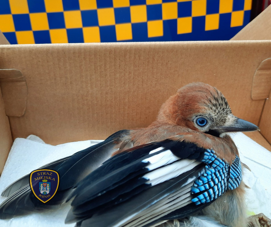 Na zdjęciu pisklę sójki, które strażnicy przewieźli do ptasiego Azylu, gdzie młode otrzymało pomoc