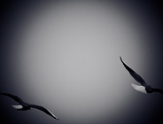 Nie strzelam w Sylwestra