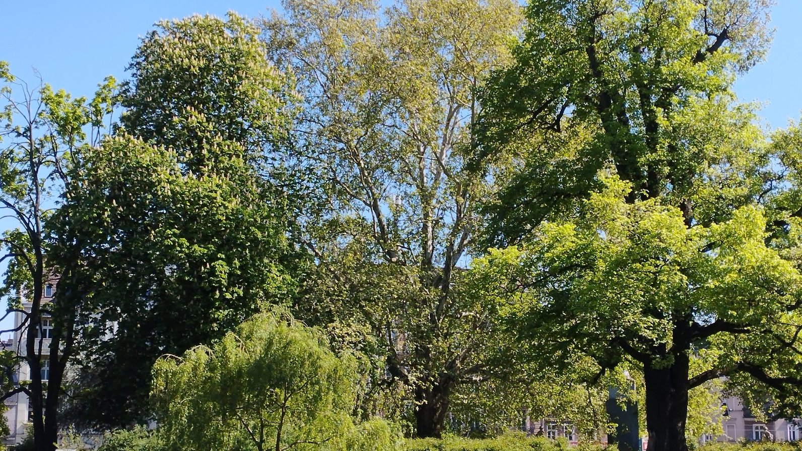 Widok na nowy pomnik przyrody, platan im. Bernarda Chrzanowskiego - działacza społecznego i polityka. Na zdjęciu znajdują się także kasztanowiec oraz wierzba