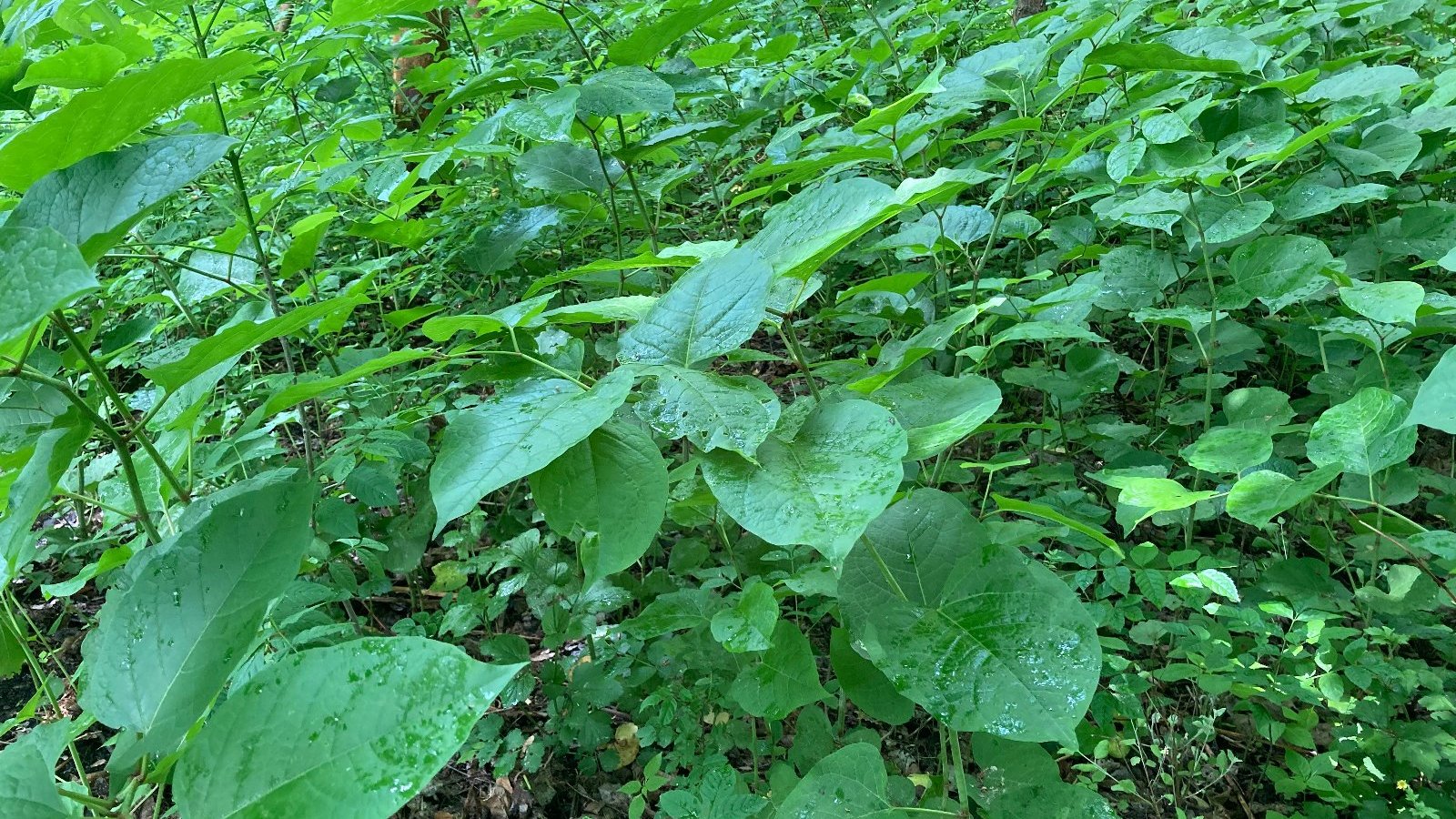 Rdestowiec to inwazyjny gatunek obcy (IGO)