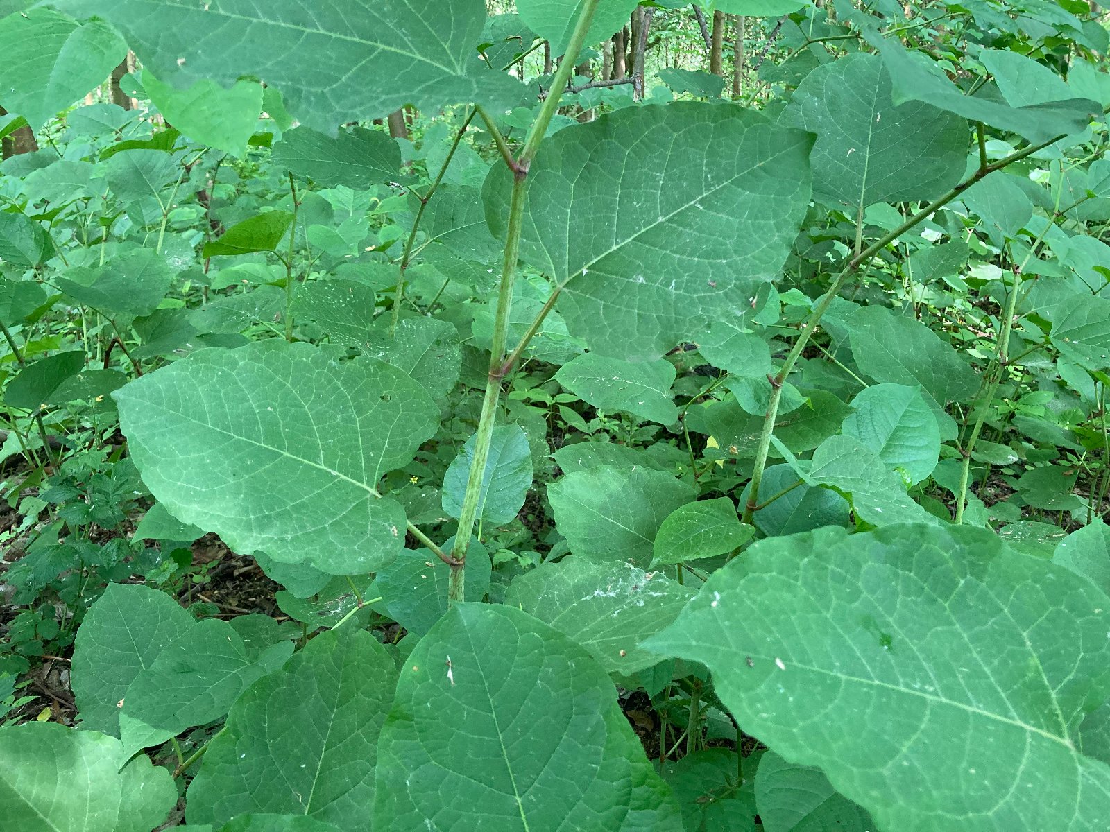 Rdestowiec to inwazyjny gatunek obcy (IGO) - grafika artykułu