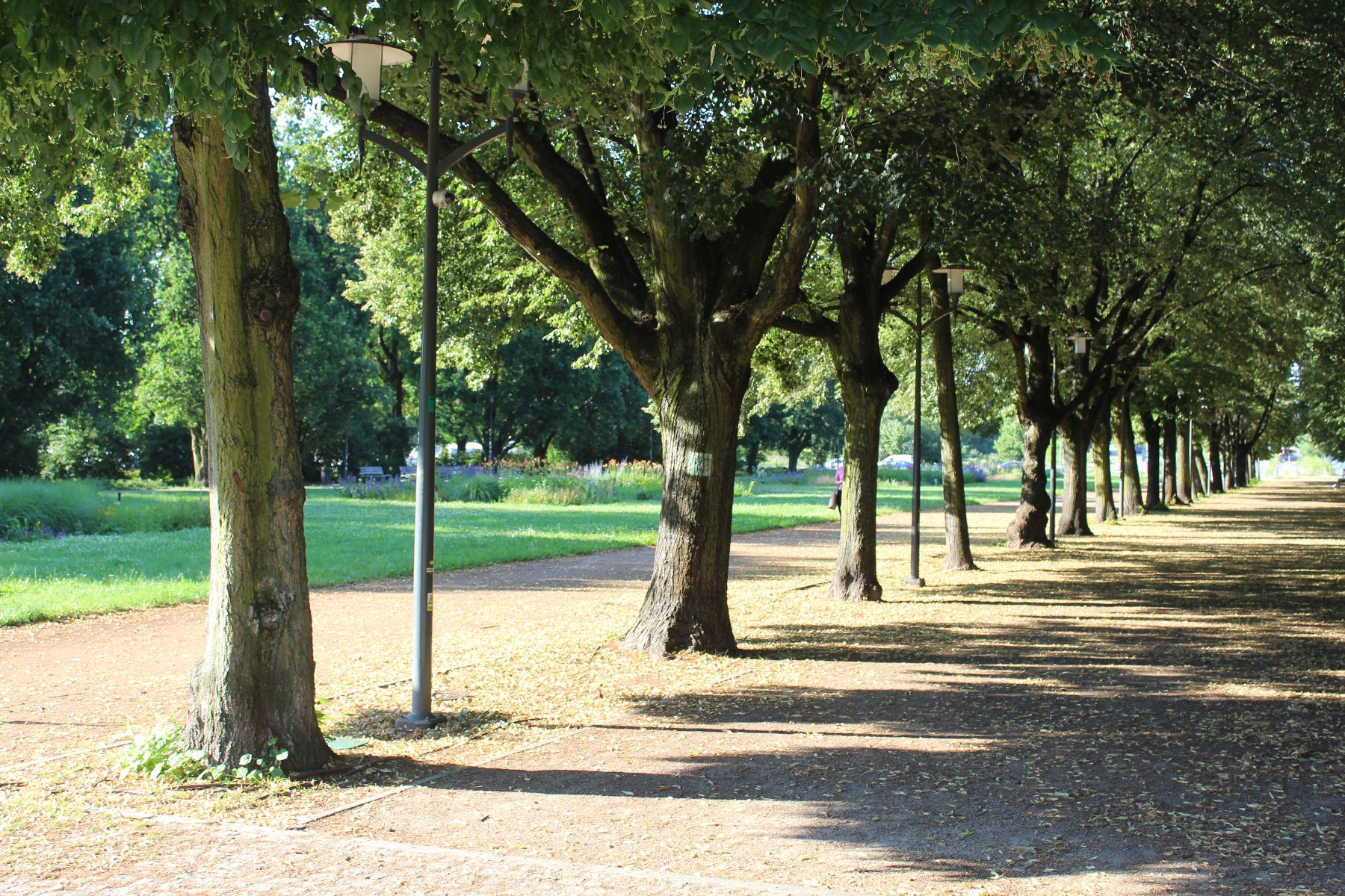 Każde drzewo i krzew jest cenne przyrodniczo - grafika artykułu