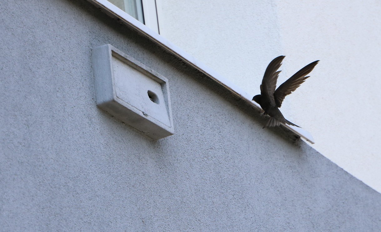 Poznań wspiera ptaki m.in. przez systemową ochroną - grafika artykułu
