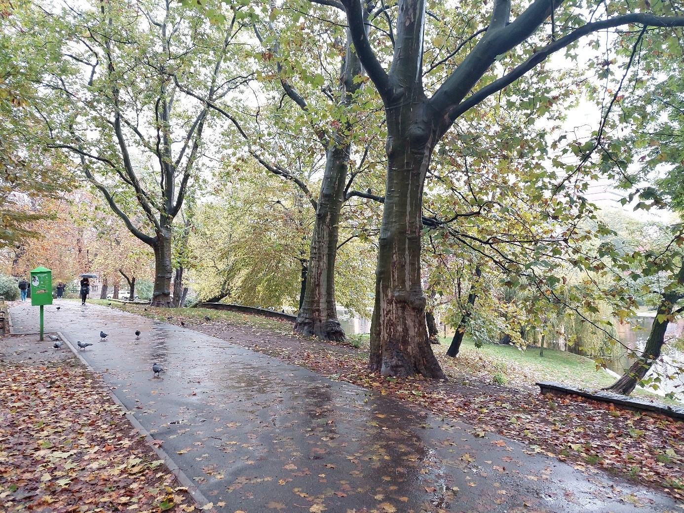 Zdjęcie przedstawia platany klonolistne znajdujące się przy jednej z głównych alejek w parku Marcinkowskiego, które są pomnikami przyrody. W tle za drzewami widoczny jest staw znajdujący się w parku. - grafika artykułu