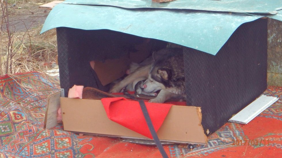 Niehumanitarne traktowanie psów
