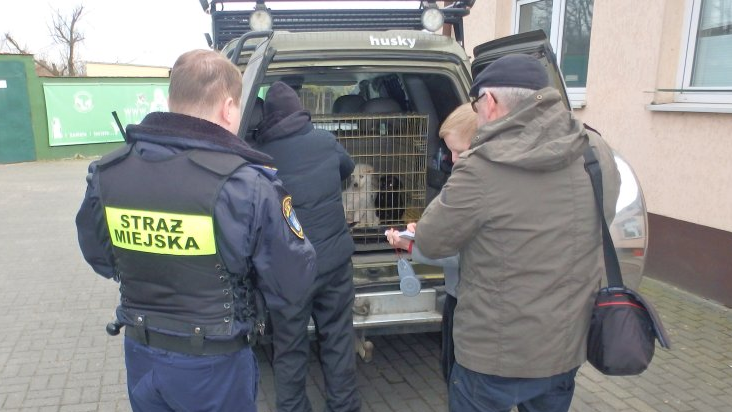 Niehumanitarne traktowanie psów