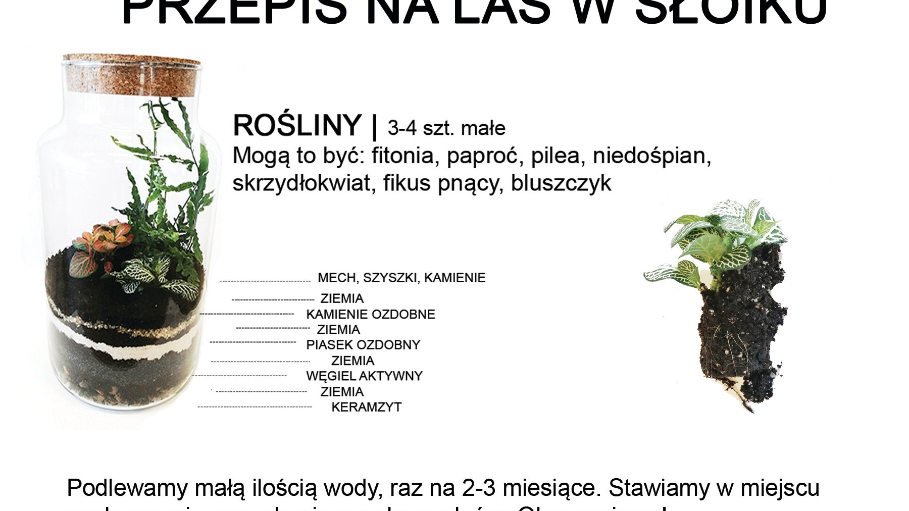 przepis na las w słoiku
