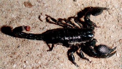 Skorpion pandinus imperator